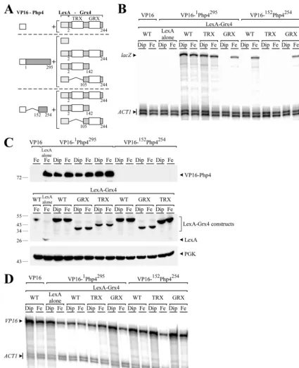 FIG 2 Two domains of Grx4 are involved in the association with Php4, but only the GRX domain interacts in an iron-dependent manner