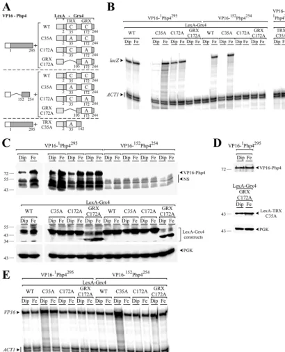 FIG 3 Cys35 of Grx4 is necessary for the Php4-TRX domain interaction, whereas the Grx4 Cys172 is required for the iron-dependent Php4-GRX domainassociation