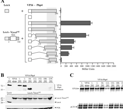 FIG 5 The TRX domain of Grx4 interacts with two distinct regions of Php4. (A) The TRX domain of Grx4 was coexpressed with a series of VP16-Php4values are means plus standard deviations (error bars) of triplicate experiments