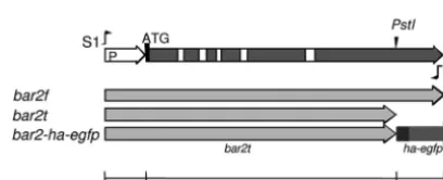 TABLE 1 Schizophyllum commune strains and mating interactions