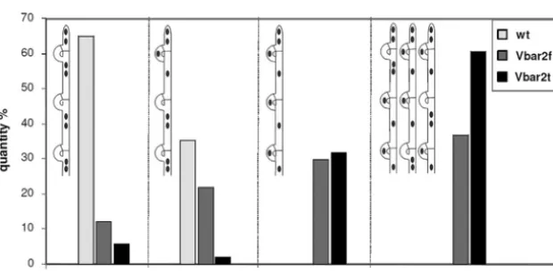 FIG 5 Pseudoclamp formation in transformants carrying the truncated pheromone receptor gene bar2t after a compatible mating