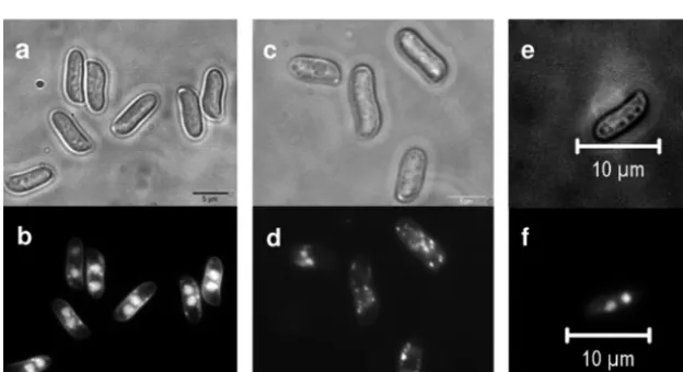 FIG 7 Fruiting bodies ofthe pheromone receptor transformant Vbar2f with the full-length receptor gene (f and g)