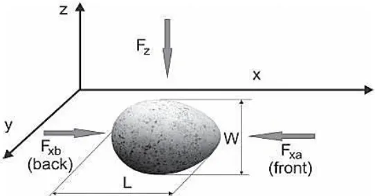 Figure 3.  A schematic view of the physical characteristics of the egg, for the input of different forces
