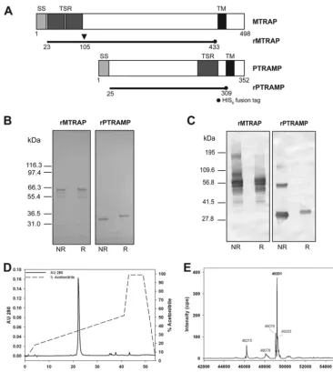 FIG 1 Expression and characterization of puriﬁed rMTRAP and rPTRAMP. The diagram in panel A represents the full-length MTRAP and PTRAMP genes, andthe solid lines represent recombinant protein boundaries for each ectodomain produced inMTRAP and PTRAMP (acce