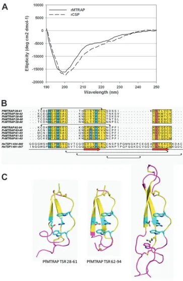 FIG 5 Biophysical and computational analyses of the structure of rMTRAP. (A) Far-UV analysis of rMTRAP and rCSP by circular dichroism in an aqueous solution