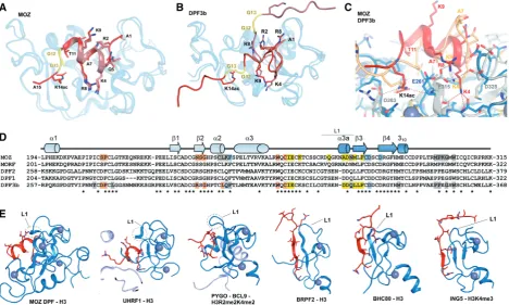 Figure 5. Comparison of MOZ DPF–H3 with other PHD–H3 complexes. (domains. Cartoon representations of a number of DPF and PHD domains depicted in blue and H3 tail peptides depicted in red