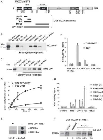 Figure 1. MYST DPFs function in histone acetylation and PTM recognition. (A) MOZ/MYST3 domain structure showing the NEMM (N-terminal