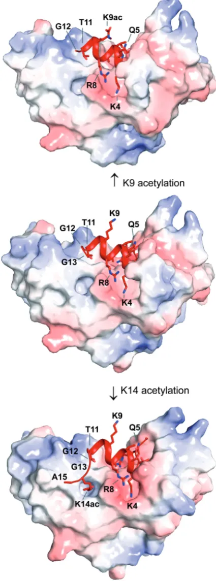 Figure 2. Structure of the MOZ DPF domain. (A) Crystal structure of