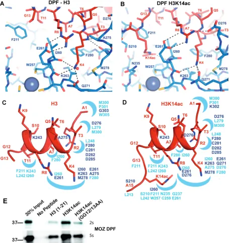 Figure 4. Interactions of H3 and H3K14ac with the MOZ DPF. (A, B) Close up view of complex crystal structures in stick representation,highlighting the interactions with key residues labelled; blue denotes for MOZ DPF residues and red for H3 or H3K14ac