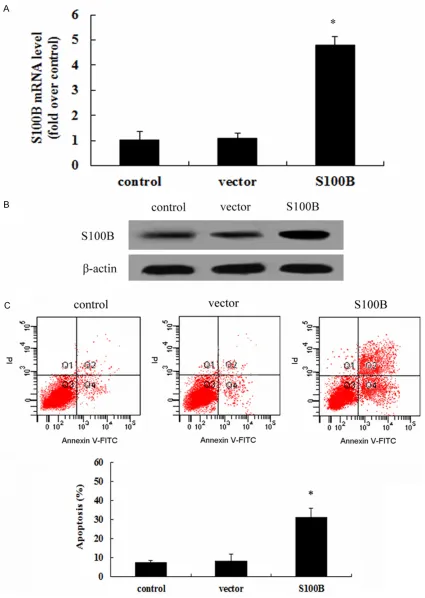 Figure 4. S100B overexpression enhanced HUVEC cell apoptosis. After transfection of recombinant pcDNA3.1-S100B and empty vector into HUVEC cells, the expression levels of S100B mRNA and protein were detected by RT-PCR (A) and western blotting (B), respecti