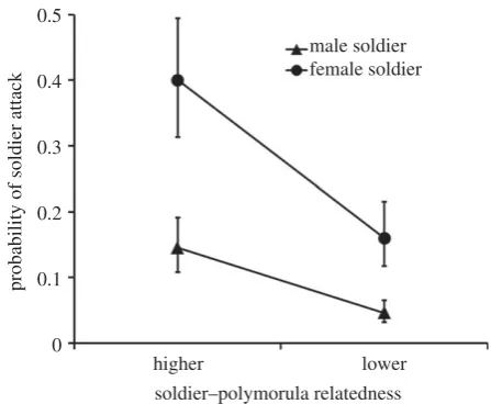 Table 1. Sample sizes of soldier–polymorula encounters.