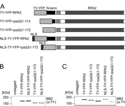 FIG 1 Multiple-sequence alignment of the RPA2 N terminus. A multiple-sequence alignment was generated from a data set of 16 eukaryotic RPA2 proteins, 7of which were selected for display in this ﬁgure