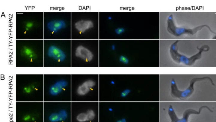 FIG 3 Localization of N-terminal RPA2 truncations in bloodstream-form cells. While TY-YFP-RPA2 localizes to the nucleus, TY-YFP-rpa2�1-172 is excluded.NLS-TY-YFP-RPA2 is nuclear but has a subnuclear localization different from that of NLS-TY-YFP-rpa2�1-172