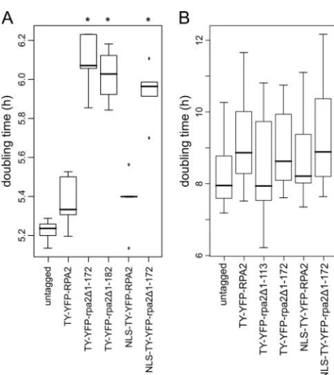 FIG 6 Cellular localization of ectopically expressed TY-YFP-RPA2Nto be processed differently for this ﬁgure