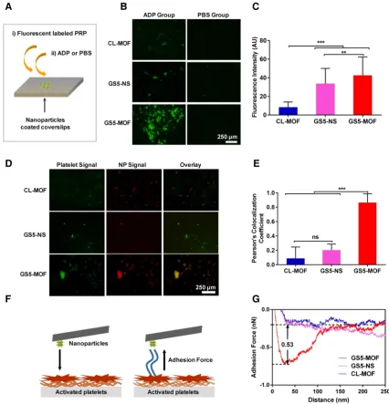 Figure 3. In vitro activated platelet aggregation under static conditions. Enhanced activated platelet aggregation and higher colocalization were found with a cuboidal (green) with Cy5-labeled CL-MOF, GS5-NS and GS5-MOF nanoparticles