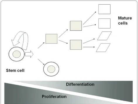 Figure 1. Schematic diagram illustrating the key properties of a stem cell. Reproduced with permission from [104].