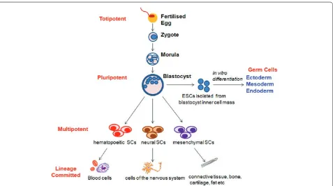 Figure 2. Schematic diagram illustrating the stem cell hierarchy. Embryonic stem cells (ESCs) are pluripotent, and have the capacity to diff erentiate into cells of all three dermal layers, that is, endoderm, mesoderm and ectoderm