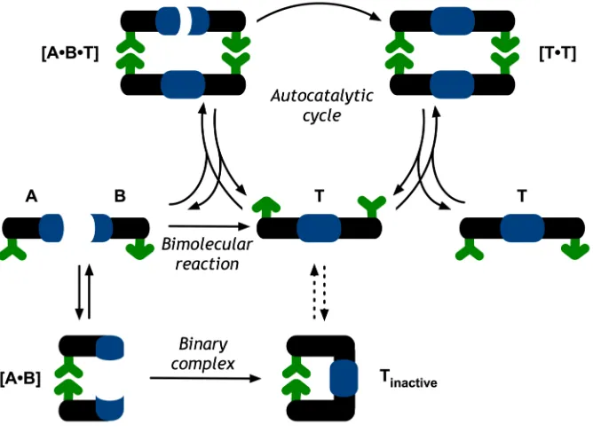 Figure 1.1 The minimal model of self-replication. Reagents A and B can react through 