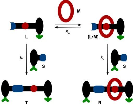 Figure 2.4 Kinetic model for rotaxane formation. Stoppering reagent S can react with 