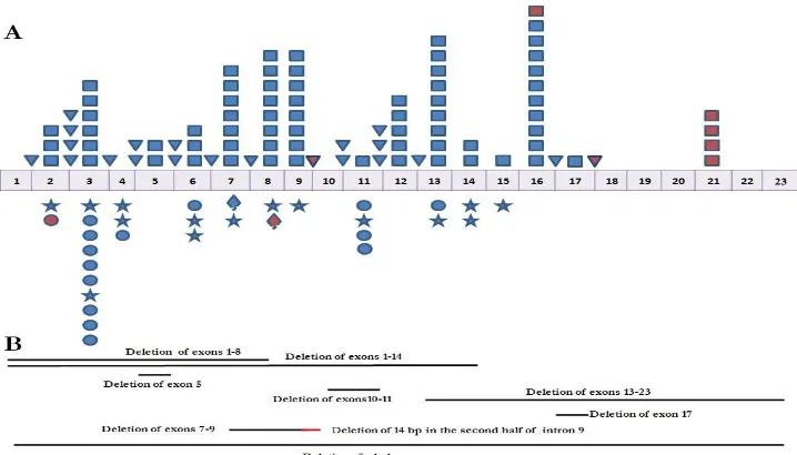 Fig. 5: Schematic representation of the reported OFD1 gene mutations (Last update; main source: Prattichizzo et al