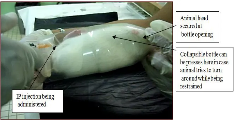 Fig. 1. Picture of animal restrainer- tail snips and IV cannulation can be easily performed using  this device  