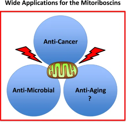 Figure 13: Practical uses of the mitoriboscins: Targeting mitochondria. We propose that mitoriboscins will be therapeutically useful for the treatment of a variety of human diseases, including cancers and infectious illnesses, caused by pathogenic bacteria