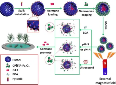 Figure 4. Schematic illustration of the construction of pillarene-magnetic nanoparticles-gated hollow MSNs (HMSNs) for magnetic operated, multi-stimuli responsive hormone release to promote the growth of plants