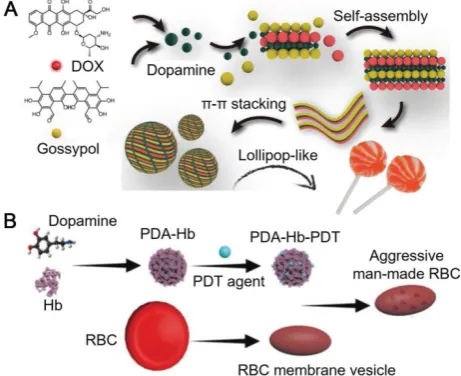Figure 5. (A) Schematic illustration of the assembly of DOX–PDA–gossypol nanoparticles