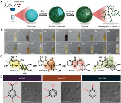 Figure 6. (A) Schematic illustration of the assembly of MPN capsules; (B) Differential interference contrast microscopy (DIC) images of MPN capsules prepared from TA and different metal ions