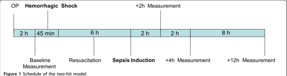 Figure 1 Schedule of the two-hit model