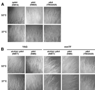 TABLE 4 Effects of altering PLKA on spindle mitotic index and spindle and chromosome organization