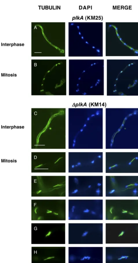 FIG 5 Absence of PLKA results in pleiotropic effects on nuclear distribution.Strains KM14 (�plkA pyr4�), KM25 (plkA pyr4�), and TN02A25 (plkA) wereincubated in YAG medium for 7 h at 32°C, ﬁxed, then stained with DAPI.Arrows indicate clustered nuclei