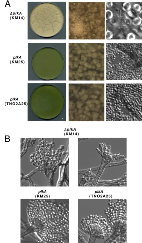 FIG 7 Absence of PLKA impairs asexual development and derepresses aspectsof sexual development