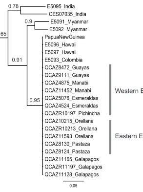 Figure 2. Majority rule (50%) consensus tree of 36,000 trees obtained from a Bayesian analysis of 25 specimens and 673 nucleotides corresponding to cytb and 12S mitochondrial gene regions