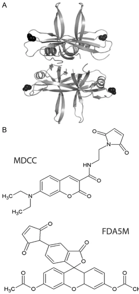 Fig. 1. (A) Structural model of the tetrameric B. subtilis SSB based upon thestructure of E