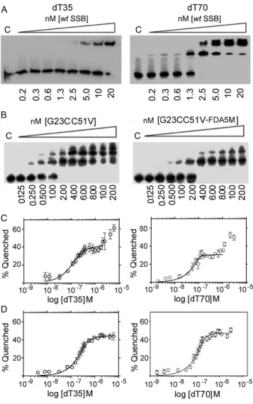 Fig. 4. (A) EMSA titrations of wt SSB with dT35 and dT70 at 20 mM NaCl. Lane 1 in each gel labelled C contains no SSB
