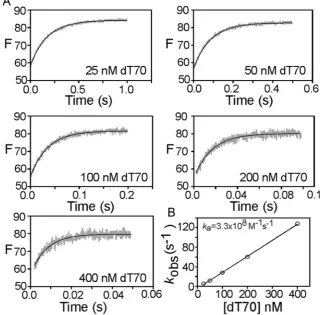 Fig. 5. (A) Association kinetics for 5 nM SSB-FDA5M interaction with various dT70 ligand concentrations