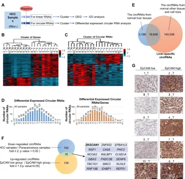 Figure 1. The exclusive circRNA expression spectrum in hepatocellular carcinoma. (A) Second-generation sequencing workflow