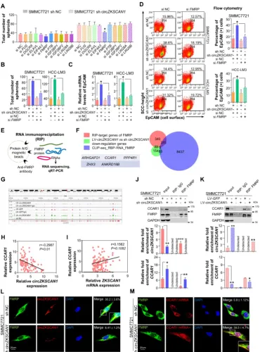 Figure 4. CircZKSCAN1 performs its function through sponging specific RNA-binding protein