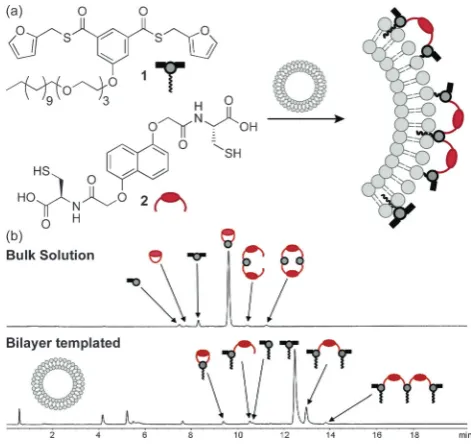 Figure 2. a) Schematic representation of a bilayer-templated dynamic combi-natorial library formed by thioester exchange between surface-active bis-thioester 1 and dithiol 2 in the presence of lipid bilayer vesicles; b) HPLCtraces comparing library composi