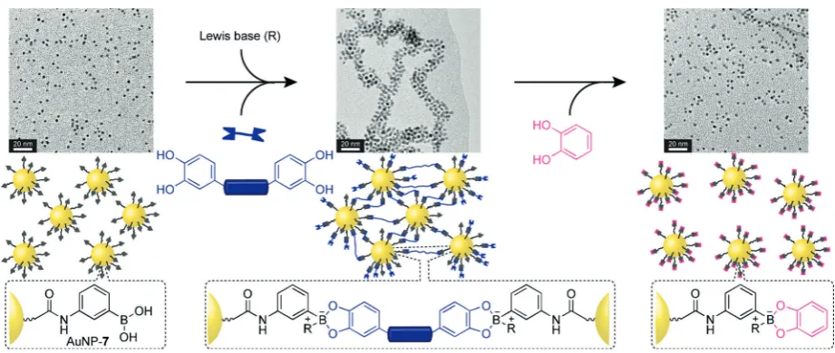 Figure 9. Boronate ester-driven DCNP assembly and disassembly on sequential addition of a bifunctional linker (blue), followed by a monofunctional cappingunit (pink).[48] Adapted from ref