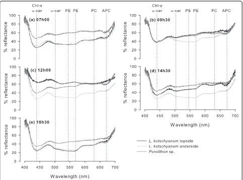 Figure 3 Diurnal reflectance spectra of Lithophyllum kotschyanum and Porolithon sp. Reflectance spectra of topside (black line) andunderside (light grey line) of L