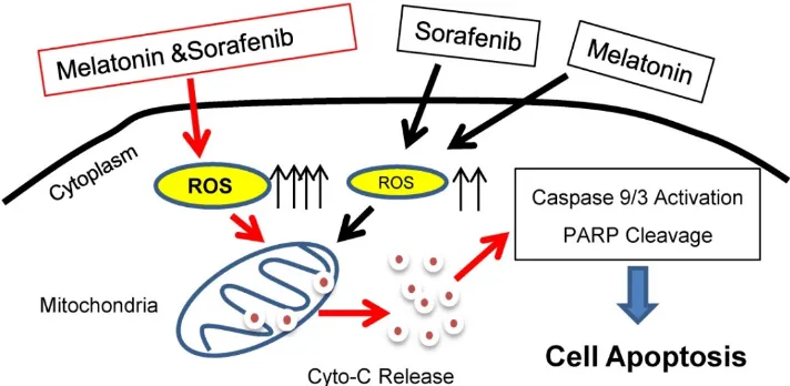 Figure 6: Proposed working model. Melatonin enhances sorafenib-induced cytotoxicity in FLT3-ITD acute myeloid leukemia cells by redox modification