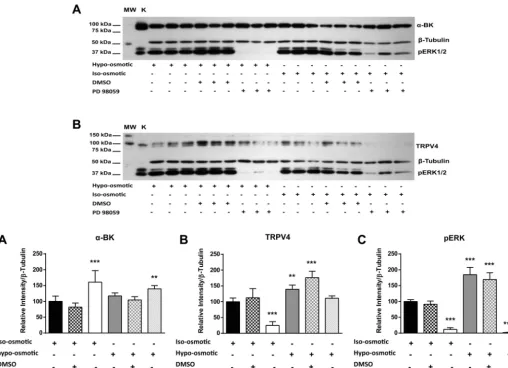 Fig. 4. Inﬂuence of hypo-osmotic (280 mosM), mild hypo-osmotic (320 mosM), iso-osmotic (380 mosM), and hyperosmotic (480 mosM) conditions on p38MAPK phosphorylation at 90 min (Values are meansA) and 3 h (B) of incubation