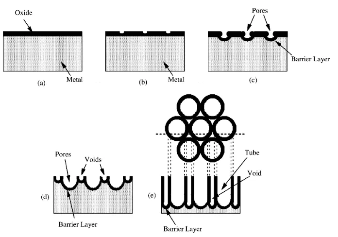 Figure 1-13. Schematic diagram of the evolution of a nanotubular array at constant anodisation