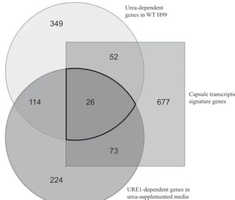 FIG 9 Gene expression under capsule formation-implicated conditions. Listsof genes from 3 microarray experiments were compared for overlapping genes.Differential expression of WT strain H99 in proline plus urea medium, differ-ential expression oftranscript