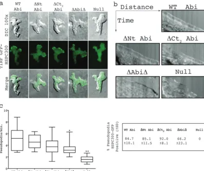 FIG 4 SCAR complexes containing truncated Abi proteins localize normally in migrating cells