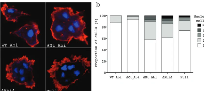 FIG 5 Deletion of the 1st alpha helix is sufﬁcient to reproduce and to exacerbate the multinucleate phenotype ofC-terminally truncated Abi; abiA-null cells