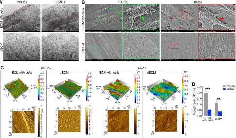 Figure 4. Electron micrographs of decellularization of B-ECM and P-ECM. (A) TEM analysis of ECMs prepared from the two cell types before and after decellularization