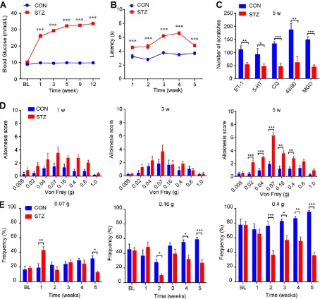 Figure 4. Mechanical itch is enhanced in STZ-induced diabetic mice. (A) Increased level of blood glucose (mmol/L) was confirmed in STZ-induced diabetic mice (in diabetic mice compared with control mice (displayed early enhanced mechanical allodynia behavio